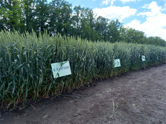 делянки с сортами озимой пшеницы