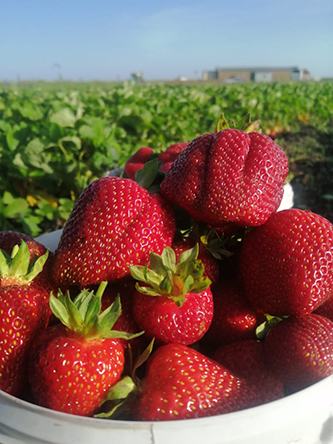 урожай клубники