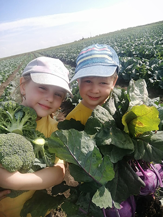 урожай капусты