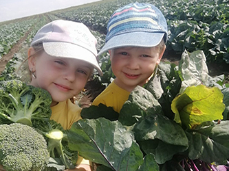 урожай капусты