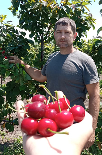 урожай вишни