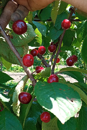 урожай черешни