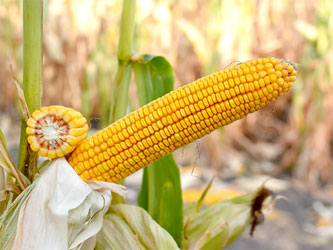 Гибрид СИ Премео