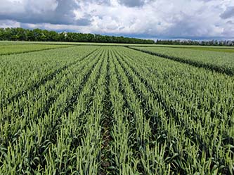 урожай пшеницы