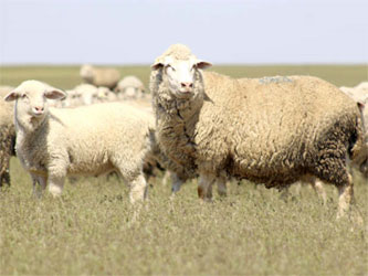 порода овец – ​артлухский меринос