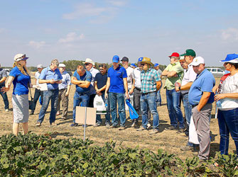 гибриды сахарной свеклы