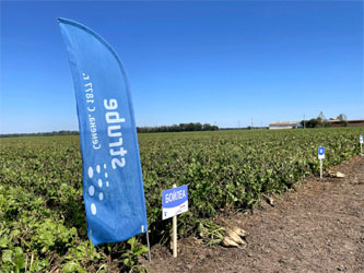 поле сахарной свеклы