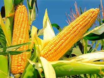 кукуруза