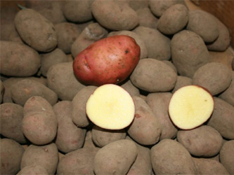 урожай картофеля