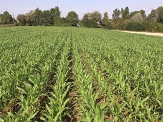 урожайность кукурузы