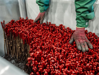 саженцы винограда