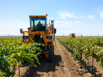 уборка урожая винограда