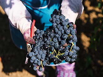 урожай винограда