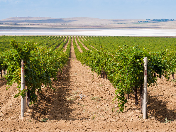 виноградники агрофирмы "Южная"