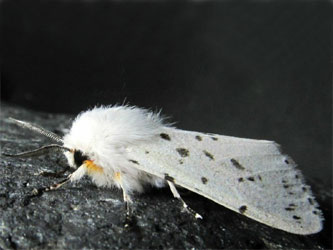 Американская белая бабочка