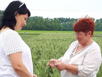 сорта пшеницы