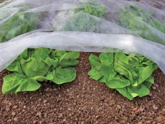 агроволокно