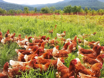 куры на пастбище