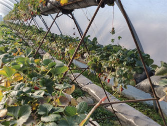 выращивание земляники садовой