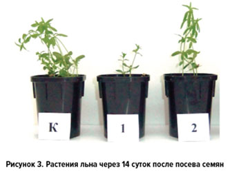 Растения льна через 14 суток после посева семян