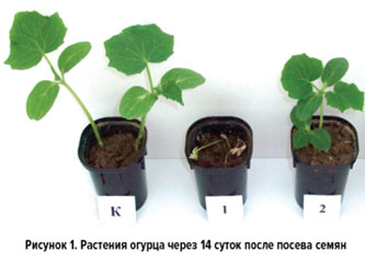 Растения огурца через 14 суток после посева семян