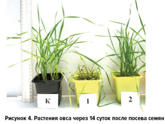 Растения овса через 14 суток после посева семян