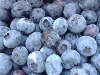 ягода голубика