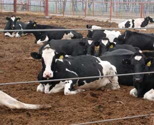 Паратуберкулез: диагностика, лечение, профилактика