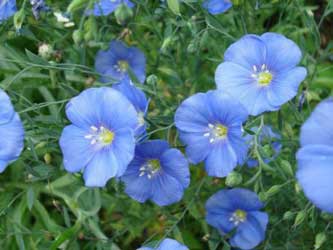 выращивание льна