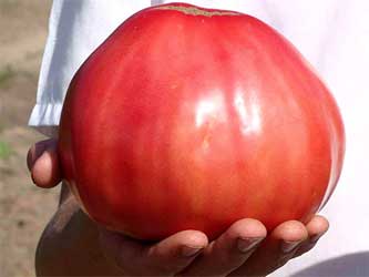 омат Розовый мед