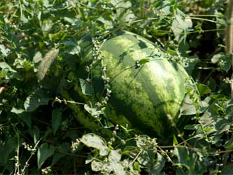 бахчевые культуры