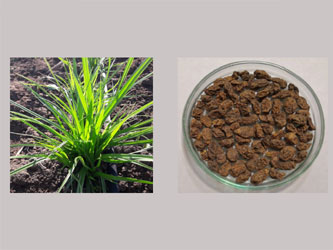 Чуфа, растение и клубеньки. 