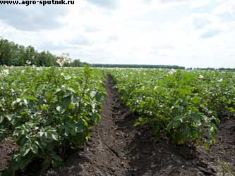 картофельное поле