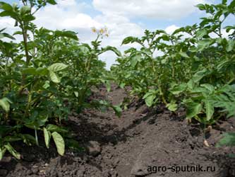 картофельное поле