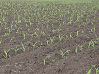 посевные площади кукурузы