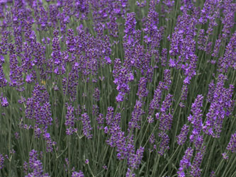 Крымская лаванда