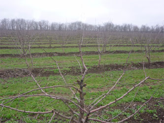 молодой сад