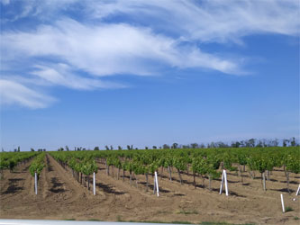 молодые виноградники