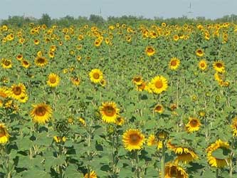 урожай подсолнечника