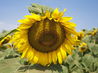 поле подсолнечника