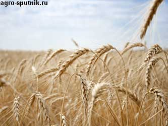 урожай пшеницы