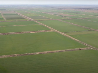 рисовые чеки в Крыму