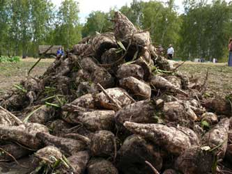 урожай сахарной свеклы