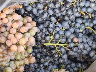 урожай винограда