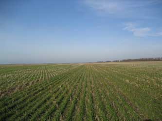 поле яровых культур