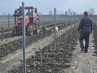 закладка виноградников