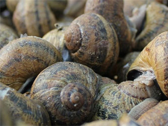 виноградная улитка