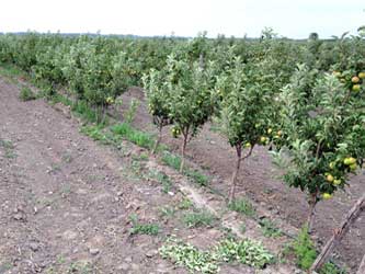 молодой сад