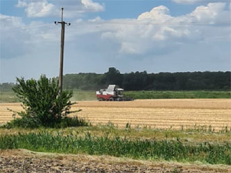 уборка зерна