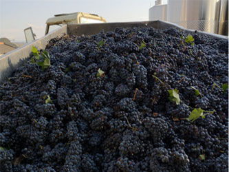 урожай винограда